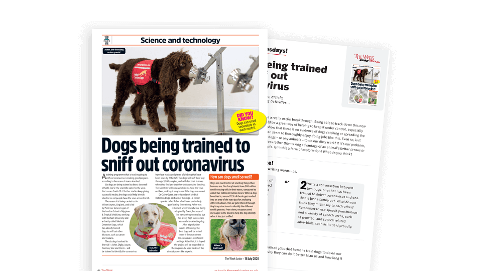 Topical Tuesdays: Training Dogs to Sniff Out Coronavirus – KS2 News