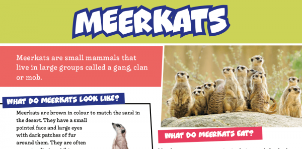 Animals Non-Chronological Reports – KS1 Text Types: Writing Planners and Model Texts | Plazoom