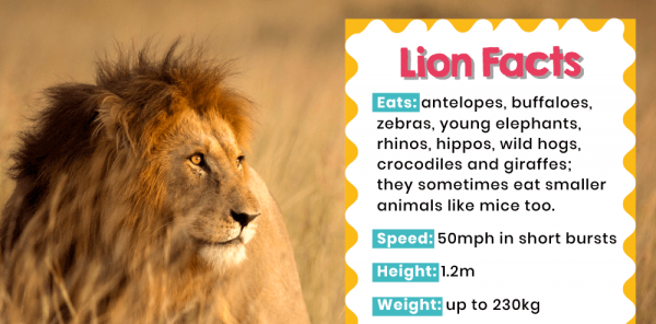 KS1 Science – Zoo Animal Posters for Classroom Displays and Inspiration ...