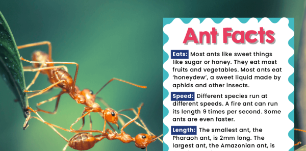 KS1 Science - Minibeasts Posters for Classroom Displays and Inspiration ...