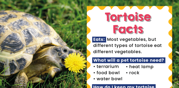 KS1 Science – ‘Pet Facts’ Posters for Classroom Displays and ...